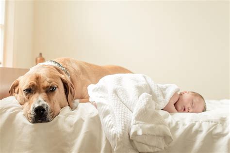 15 Adorable photos of dogs and babies cuddling | Dogs, Fur babies, Cuddling