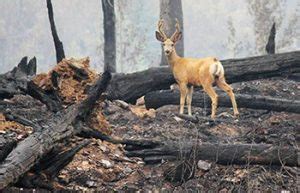 How do forest fires affect the wildlife - Animal-Club.co.uk