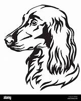 English Setter Puppy Coloring Pages sketch template