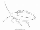 Coloring Cockroach Pages Zebra Template Printable Cockroaches  sketch template