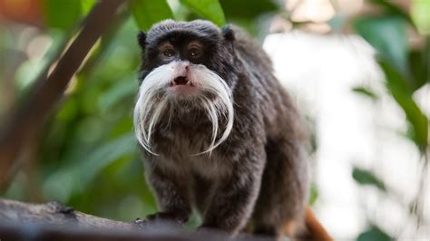 More Trouble for Dallas Zoo As Two Emperor Tamarin Monkeys Go Missing