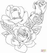 Intricate Rose Coloring Page  Home sketch template