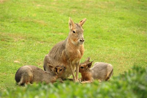 Patagonian Mara Baby