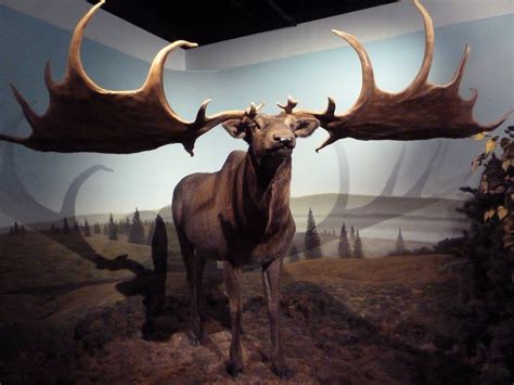 Prehistoric Mammals - Giant Deer » International Wildlife Museum ...