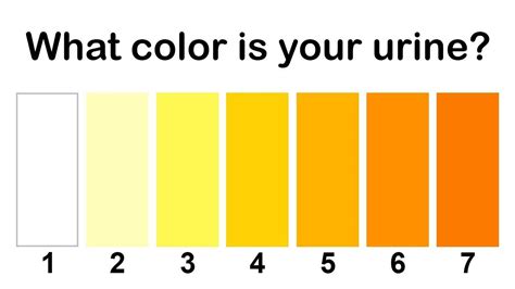 free 10 sample urine color chart templates in pdf ms word - are you ...