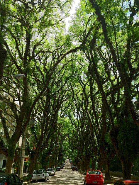 19 Magical Tree Tunnels You Should Definitely Take A Walk Through - [ arch+art+me ]