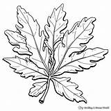 Leaf Coloring Pages  Free & Printable sketch template