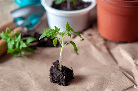 Transplanting & pricking out tomato seedlings - Plantura