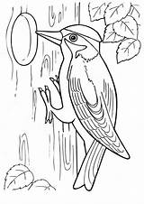 Coloring Pages  Woody Woodpecker Page sketch template