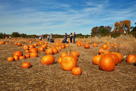 Best Pumpkin Patches Near NYC: Pumpkin Picking in NY, NJ and CT - Thrillist