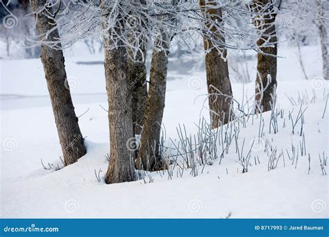 Dead Trees During Winter Stock Photos - Image: 8717993