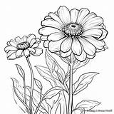 Zinnia Coloring Pages  Free & Printable sketch template