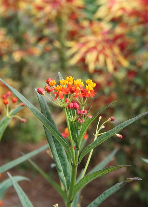 Butterfly bush, butterfly weed welcome namesakes | Mississippi State University Extension Service