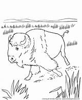American Bison Coloring Pages sketch template