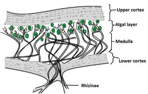 Foliose Algae