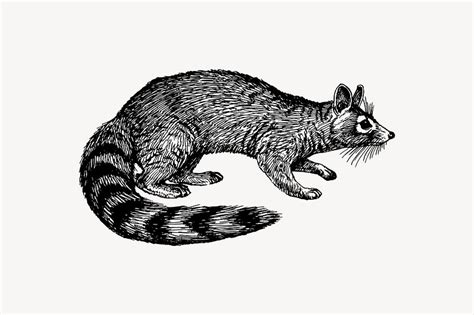 Ringtail Images | Free Photos, PNG Stickers, Wallpapers & Backgrounds ...