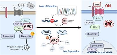 Frontiers | APC Promoter Methylation in Gastrointestinal Cancer