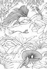 Bird Of Paradise Coloring Page sketch template