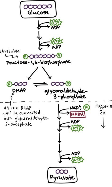 (2) Glycolysis | Glycolysis | Khan Academy | Study biology ...