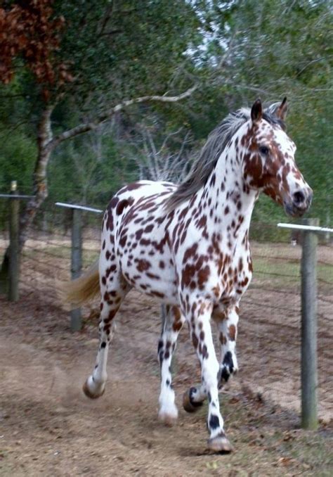 This Appaloosa horse is absolutely beautiful. | Horses, Beautiful ...