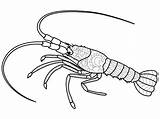 Anti Stress Coloring Book For Adults Crustacean On The Bottom Of  sketch template