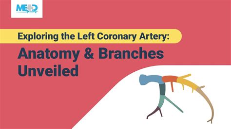 Exploring the Left Coronary Artery: Anatomy & Branches Unveiled - YouTube