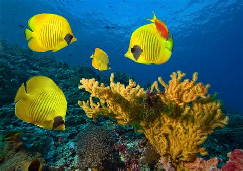 Underwater fish fishes tropical ocean sea reef wallpaper | 8088x5702 | 661461 | WallpaperUP ...