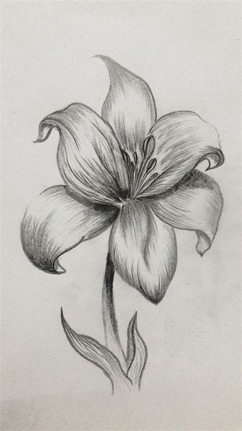 Lily Drawing | Pencil drawings of flowers, Flower drawing, Lilies drawing