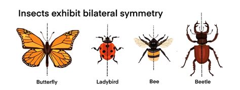 Insects, Symmetry and Fluttering Wings - Esplora