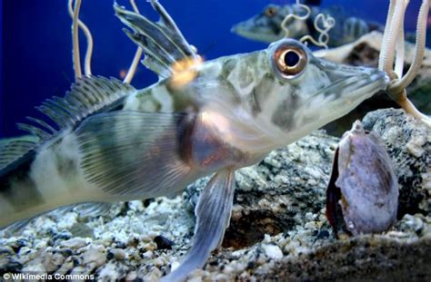 Fish with gin-clear blood: Rare see-through 'ice fish' with transparent blood on show in Japan ...