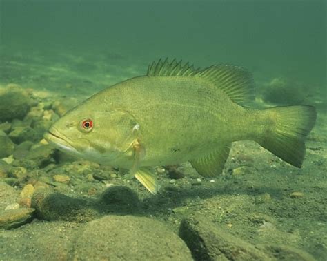 Free picture: Chinese, carp, fish