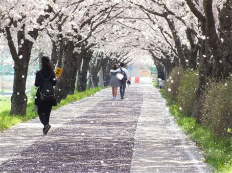 When and Where to Enjoy Cherry Blossoms in South Korea This Season ...