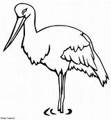 Bocian Druku Stork Ausmalbilder Kolorowanka Bociany Wydruku Obrazek  sketch template