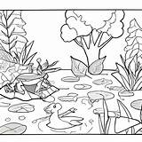Pond Ecosystem Coloring Book · Creative Fabrica sketch template