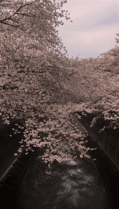 Cherry Blossom Tokyo 2016