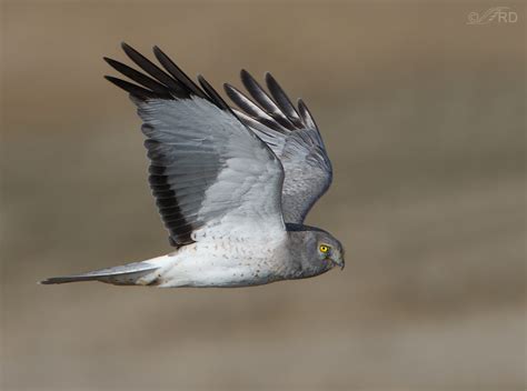 Male Northern Harrier In Flight – Feathered Photography