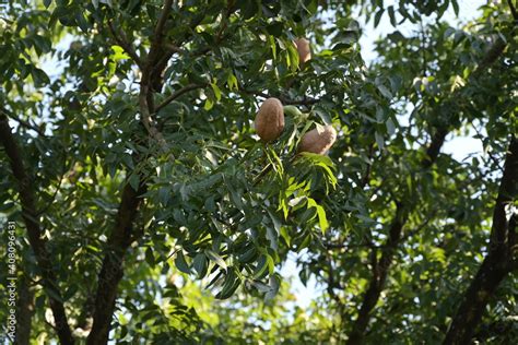 Dominican mahogany and fruits are brown in color.Scientific name ...