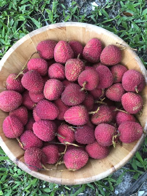 Lychee - Sweetheart Variety *Pre-Order* – Miami Fruit