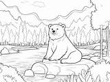 Cinnamon Bear Coloring Page For Fun  sketch template