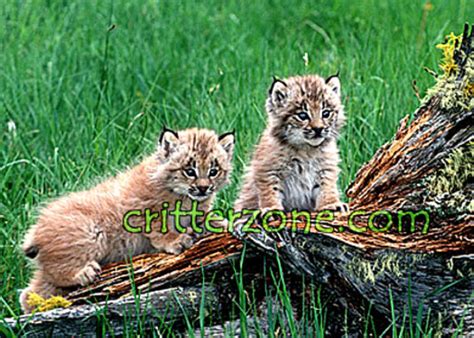 lynx cubs - Baby Animals Photo (19837868) - Fanpop