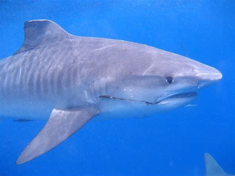 Tiger sharks in Gulf eat land birds - SharkNewz