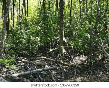 Mangrove Roots Adaptations Wild Stock Photo 1359900359 | Shutterstock