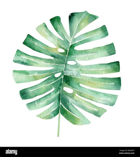 Palm tree leaf hand drawn watercolor raster illustration. Jungle plant ...