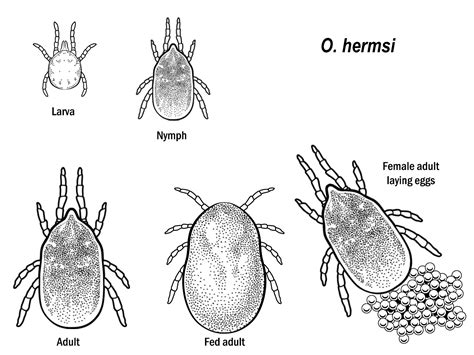 Colorado Tick-Borne Disease Awareness Association (COTBDAA) - Education, Prevention, Research ...