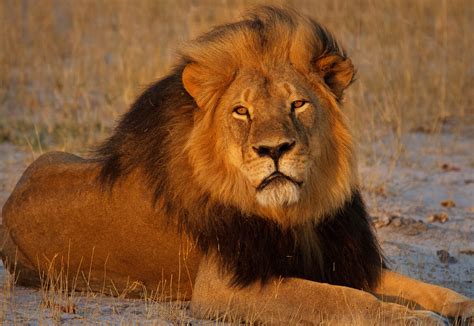 U.S. Provides Endangered Species Act Protections for African Lions -- Seeks to Avoid Sequel to ...