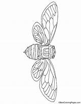 Giant Cicada coloring Page  Download Free sketch template