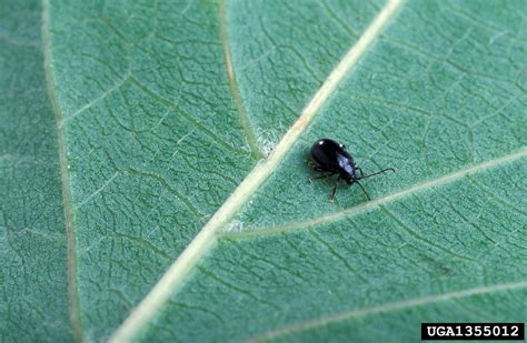 flea beetle (Trachyaphthona sordida)