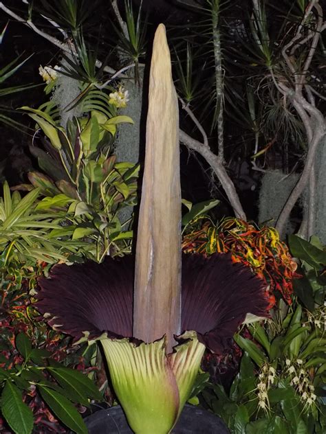 Rare Corpse Flower in Bloom | Hawaii Aloha Travel