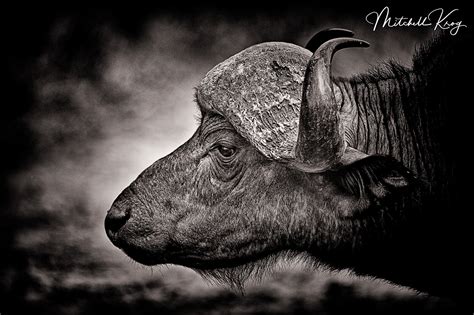 African Wildlife Photography | Prints by Mitchell Krog