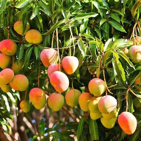 Alphonso Mango Plant trees for sale online in Kadiyam Nursery in Andhra ...